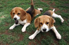 beagle
