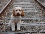 cane-abbandonato
