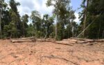 deforestazione amazonia