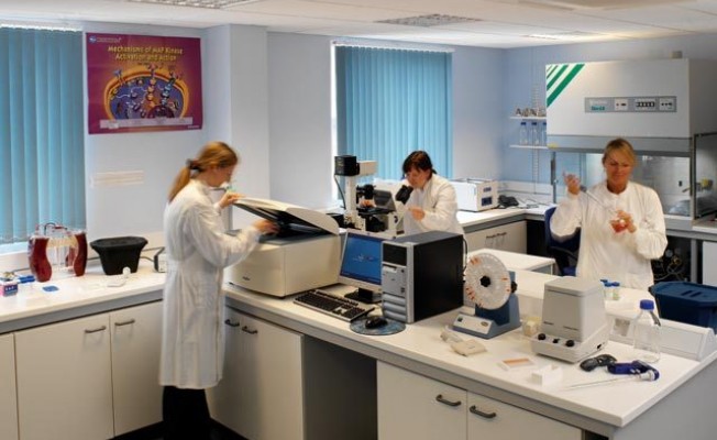 lab