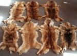 pelliccia