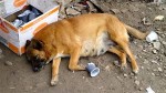 sterilizzazione